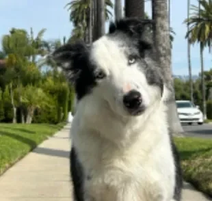 Border Collie Messi, de 'Anatomia de uma Queda', vai ganhar minissérie com 8 episódios (Créditos: Instagram/@lauraandmessi)