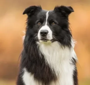 A saúde do cachorro Border Collie pode sofrer com algumas doenças específicas