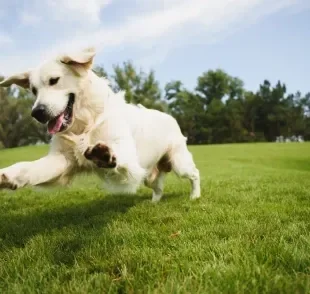 Existe um brinquedo para cachorro muito popular que representa um perigo