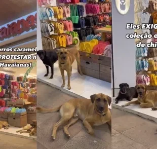 Cachorro caramelo se reúne com dois amigos para protestar (Créditos: Instagram,/ @ carapretacaramelo)