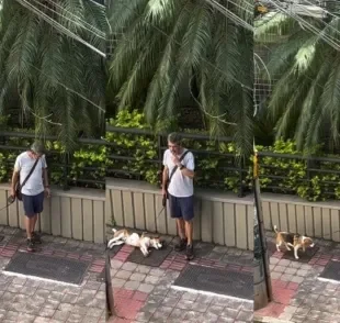 Cachorro é flagrado tirando um cochilo durante passeio (Créditos: Instagram/ @Tobias_hallack)