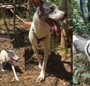 Cachorro resgatado ganha uma nova oportunidade de viver (Créditos: Instagram/ @pawssionproject)