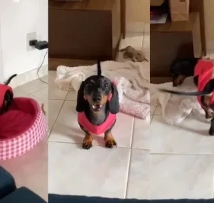 Cachorro salsicha tenta argumentar com tutora para convencê-la a brincar (Créditos: Tiktok/ @debora.delboni)