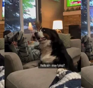 Um cachorro Bernese resolveu chamar a atenção do dono para ganhar carinho e conquistou a internet (Créditos: Instagram/@mileh