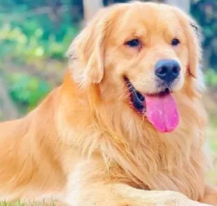 O Golden Retriever Joca morreu de uma parada cardiorrespiratória provocada provavelmente pelo calor excessivo