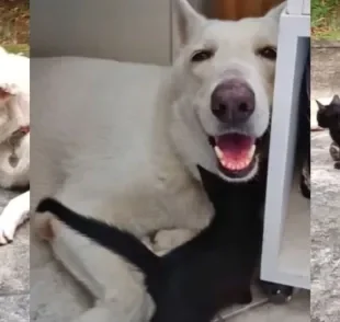 Cachorro e gato se dão muito bem juntos (Créditos: Instagram/@familiaguiecia)