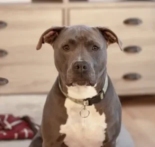 Pitbull lidera a lista de cachorro mais bravo do mundo