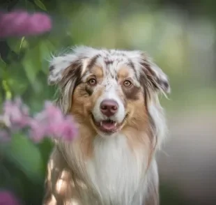 O cachorro merle tem uma pelagem marmorizada que pode ter diferentes cores diluídas