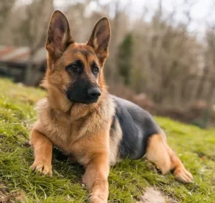 Algumas raças estão entre os cachorros mais perigosos do mundo, mas podem ser adestradas facilmente