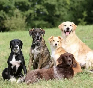 O coletivo de cachorro não é alcateia, e sim matilha