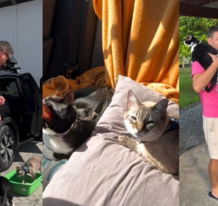 James e Lila são gatos aventureiros que viajam de carro com tutor pelo Brasil (Créditos: Instagram/@alfredowagmacker)