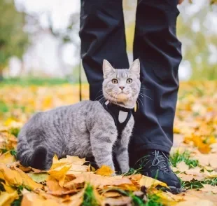 Saber como passear com gato é um cuidado importante para evitar riscos com o animal na rua