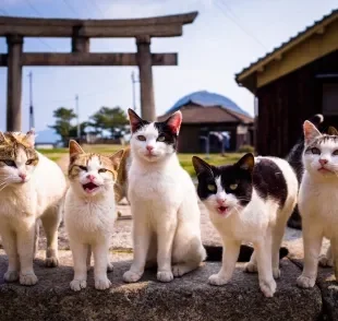 As cores de gato são determinadas pela genética e melanina