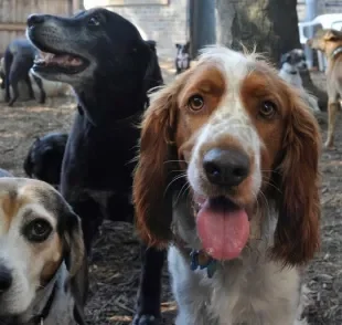 Uma creche legal de cachorro deve atender todas as necessidades do seu pet