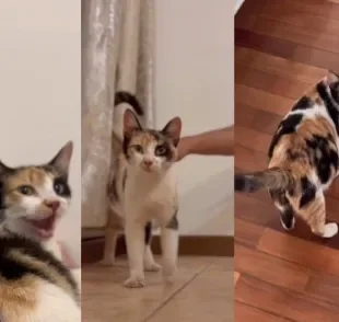 Gata tricolor é adotada e ganha novo lar e família (Créditos: Instagram/ @tarissaoliv)