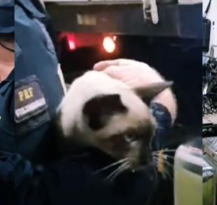 Uma gata foi resgatada pela Polícia Rodoviária Federal depois de ter viajado escondida (Créditos: Instagram/@prfoficial)