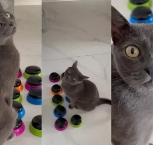 Gato cinza utiliza botões de comando para conversar com tutores (Créditos: Tiktok/ @trigatos)