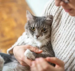 Conheça quais são as raças de gato mais ciumentas que existem