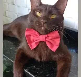 Gato marrom conquista internautas com beleza diferenciada (Créditos: Instagram/ @toddy.o.gatto)