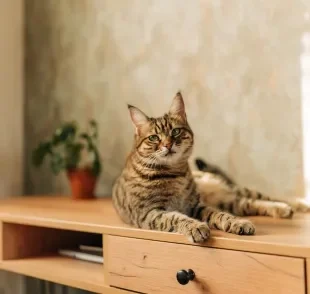 O gato rajado é um felino bem curioso e inteligente 