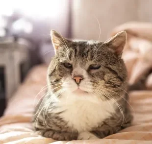 O gato idoso requer alguns cuidados especiais, mas não é nenhuma missão impossível