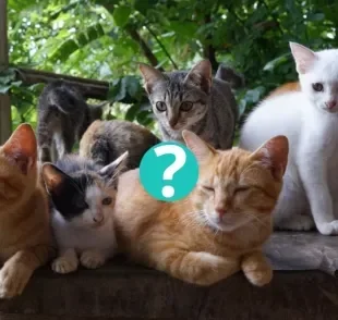 Gato laranja, gato malhado, gato preto ou frajolinha: descubra qual é a cor de pet mais famosa do mundo