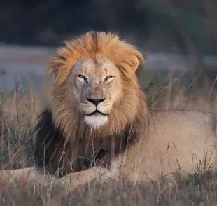 Um dos grandes felinos mais conhecido é o leão, o "rei da selva"
