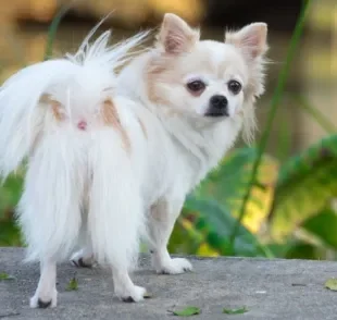 A glândula adanal no cachorro ajuda a lubrificar e tem papel na marcação de território