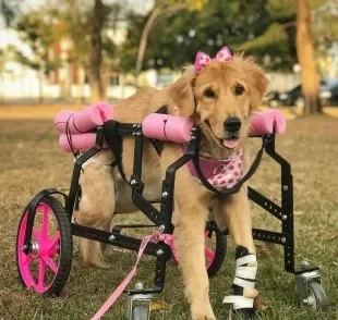 Golden Retriever viaja 6 dias para realizar um sonho canino (Créditos: Instagram/ @oliviagoldenespeical)