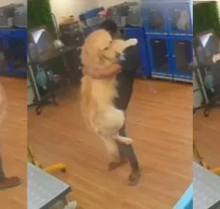 O Golden Retriever recebeu um cuidado especial do tosador (Créditos: Instagram/@litoralpett)