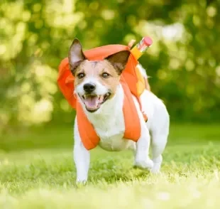 O hotel e a creche para cachorro têm funções bem diferentes