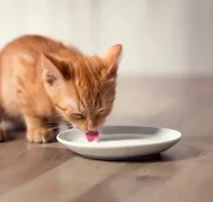 O leite para gato filhote é a principal fonte de nutrientes na fase inicial da vida do bichano