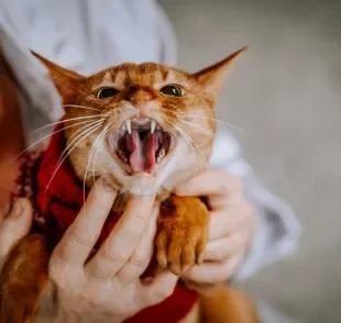 Entenda o que os miados de gato podem dizer sobre o humor do animal