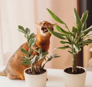 Há diferentes tipos de plantas venenosas para gatos que podem debilitar bastante o organismo dos pets