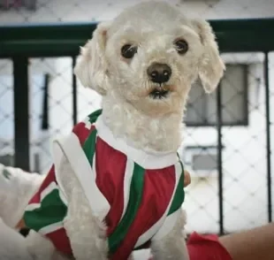 O Poodle já foi muito popular, e tem tudo para reconquistar os brasileiros (Créditos: Nayanne Louise)