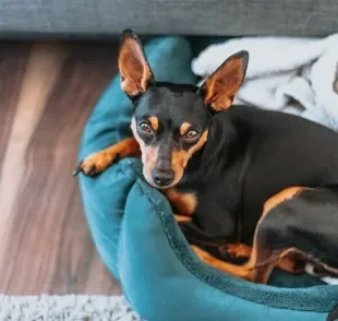 A expectativa de quantos anos vive um Pinscher aumenta se ele receber os cuidados certos com a saúde e bem-estar