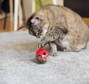 Geralmente, as raças de gatos mais brincalhonas são curiosas e energéticas