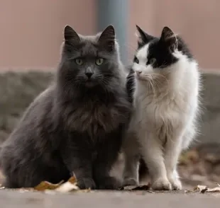 As diferentes raças de gato têm características bem particulares