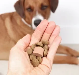 As opções de remédio para verme de cachorro são variadas e, por isso, é bom ter orientação profissional