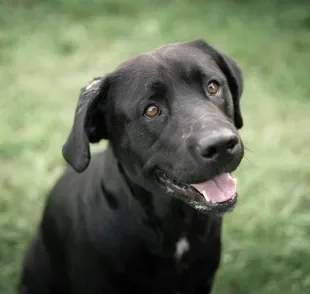 Sonhar com cachorro pode ter diferentes interpretações