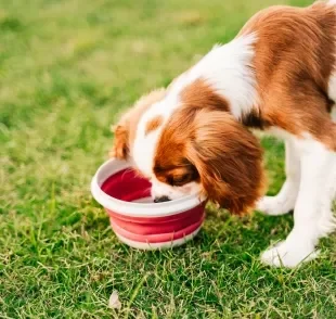 A tigela gelada para pets é ideal para dias mais quentes