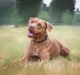 Muitas pessoas confundem os "tipos de Pitbull"