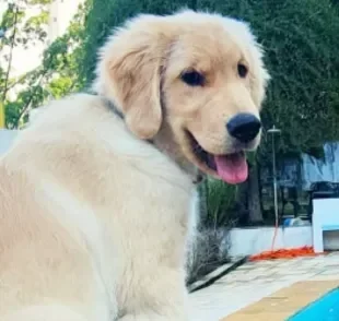 Viajar com cachorro pode se tornar mais seguro depois do caso de Joca (Créditos: Instagram/@jocagoldenr)