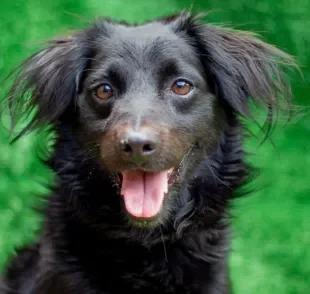 Cachorro peludo: conheça alguns vira-latas que conquistam o coração de qualquer um com tanta fofura (Créditos: AAANO)