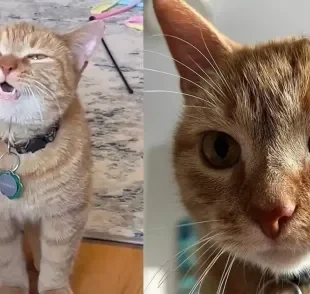 Saiba mais sobre a gata laranja que conquistou o coração da internet (Créditos: Tiktok/ @elizabethtoth23)