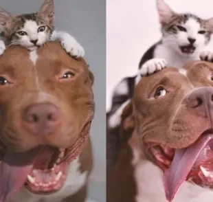 Gato e Pitbull viraram melhores amigos  (Créditos: Instagram/ @scott_lua_melinha) 