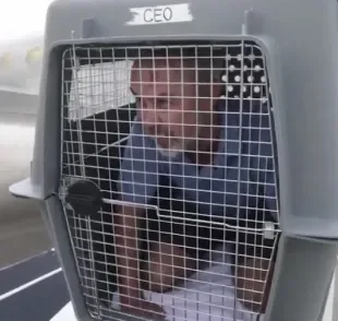 Executivo decidiu viajar dentro de caixa de transporte para cachorro 