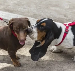 Basset Hound e cachorro Dachshund são exemplos de cachorros rebaixados