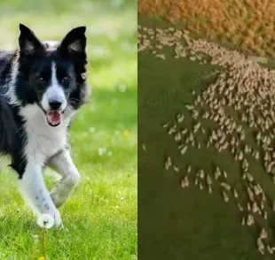 Descubra qual é a raça de cachorro mais inteligente do mundo e o que ela faz de tão impressionante 