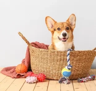 Alguns brinquedos para cachorro têm o poder de melhorar as habilidades cognitivas do cão de forma surpreendente!